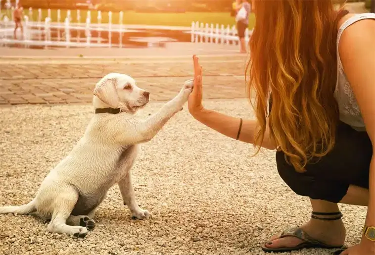 Den stora guiden till att skaffa hund i Sverige