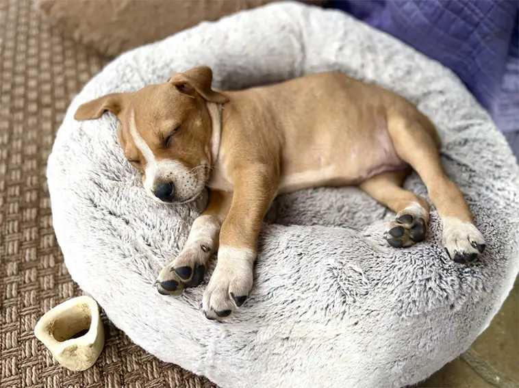 Den stora guiden till att skaffa hund i Sverige