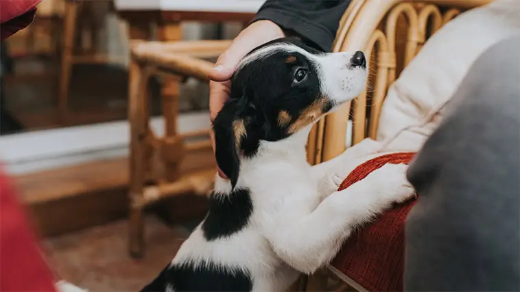 Den stora guiden till att skaffa hund i Sverige