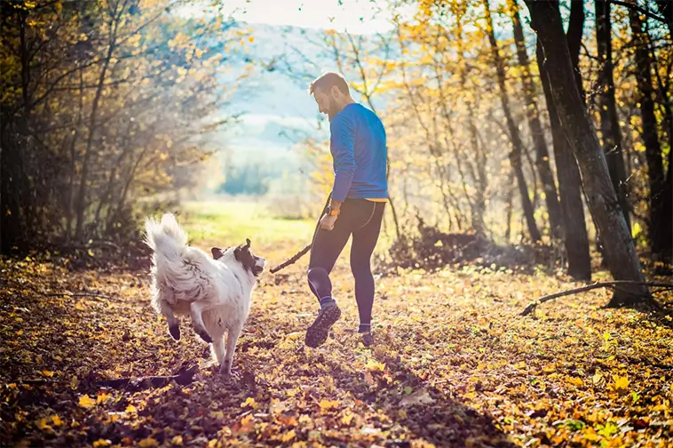 Den stora guiden till att skaffa hund i Sverige