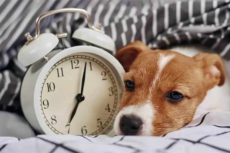 Den stora guiden till att skaffa hund i Sverige