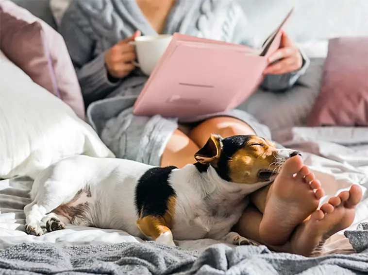 Den stora guiden till att skaffa hund i Sverige