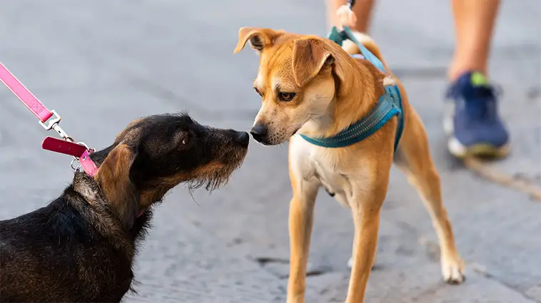 Den stora guiden till att skaffa hund i Sverige