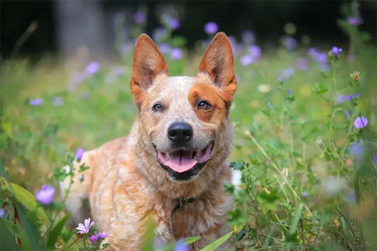 Den stora guiden till att skaffa hund i Sverige
