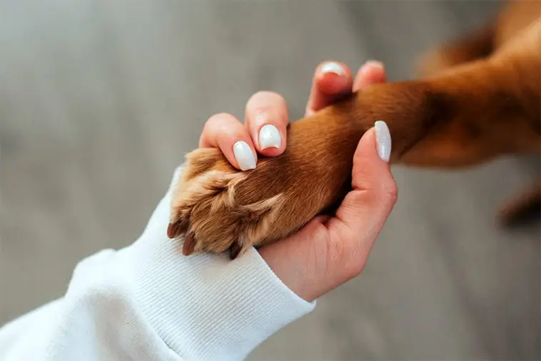 Den stora guiden till att skaffa hund i Sverige