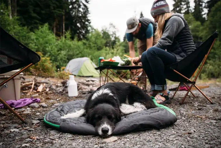 Den stora guiden till att skaffa hund i Sverige