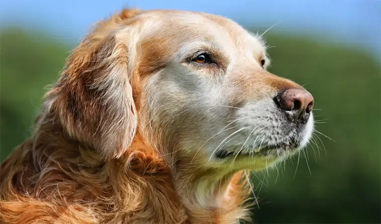 Den stora guiden till att skaffa hund i Sverige