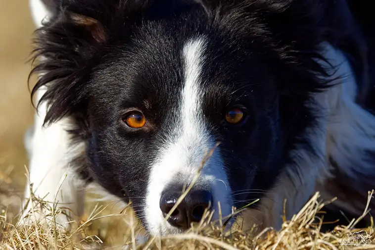 Den stora guiden till att skaffa hund i Sverige