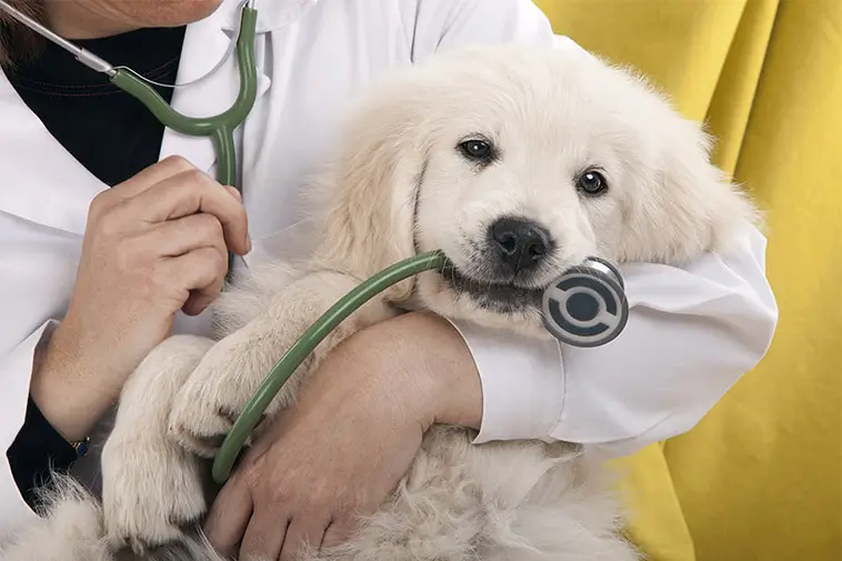 Den stora guiden till att skaffa hund i Sverige