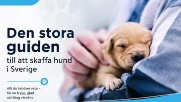 Den stora guiden till att skaffa hund i Sverige