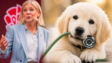 Socialdemokraterna kräver krafttag mot veterinärpriser