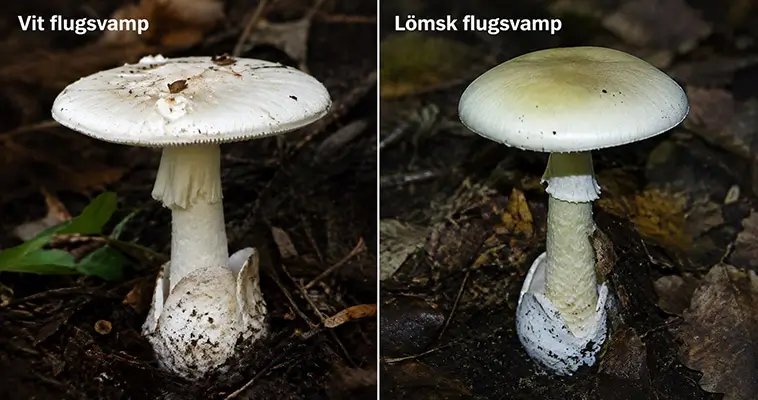 Svampförgiftning hos hund – symtom, livsfarliga svampar och vad du ska göra direkt