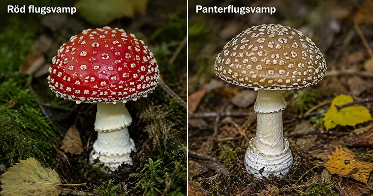 Svampförgiftning hos hund – symtom, livsfarliga svampar och vad du ska göra direkt