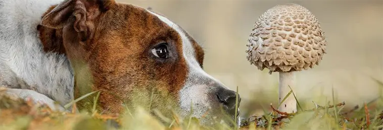 Svampförgiftning hos hund – symtom, livsfarliga svampar och vad du ska göra direkt