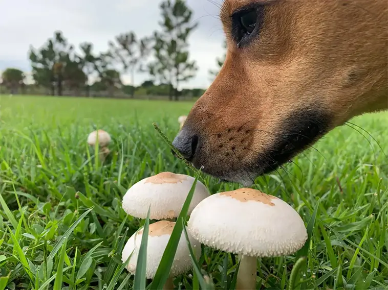 Svampförgiftning hos hund – symtom, livsfarliga svampar och vad du ska göra direkt