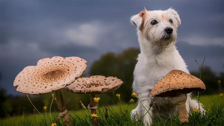 Svampförgiftning hos hund – symtom, livsfarliga svampar och vad du ska göra direkt