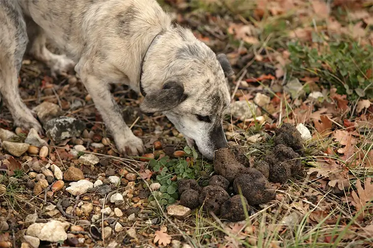 Svampförgiftning hos hund – symtom, livsfarliga svampar och vad du ska göra direkt
