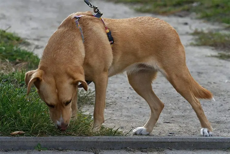 Vad får hunden egentligen veta genom att lukta på kiss?