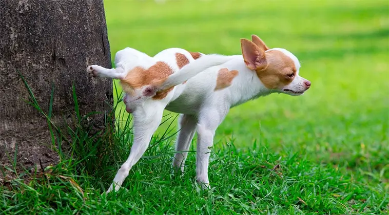 Vad får hunden egentligen veta genom att lukta på kiss?