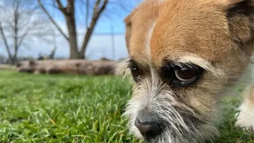 Vad får hunden egentligen veta genom att lukta på kiss?
