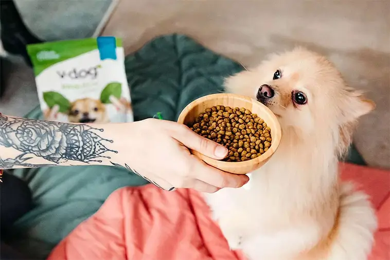 Ny studie om vegansk hundmat överraskar forskarna