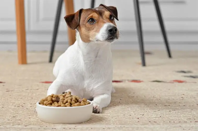 Ny studie om vegansk hundmat överraskar forskarna