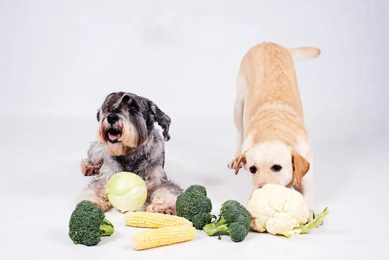 Ny studie om vegansk hundmat överraskar forskarna