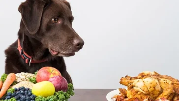 Ny studie om vegansk hundmat överraskar forskarna