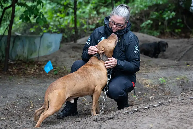 Över 100 hundar omhändertagna i historiskt tillslag