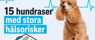 15 hundraser med särskilt stora hälsorisker