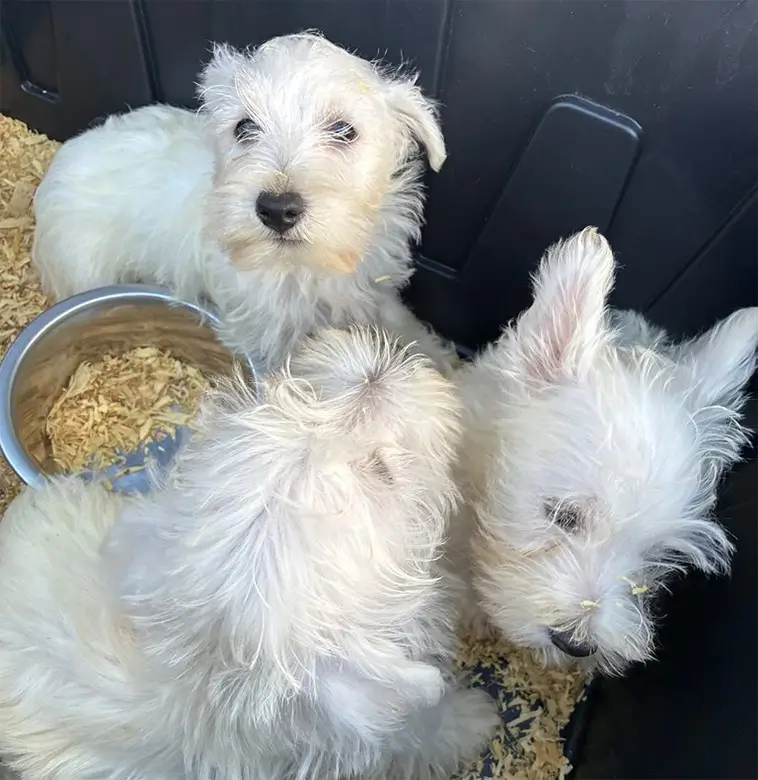 42 Westies hittades i trång husvagn – misstänkta brott överlämnade till åklagare