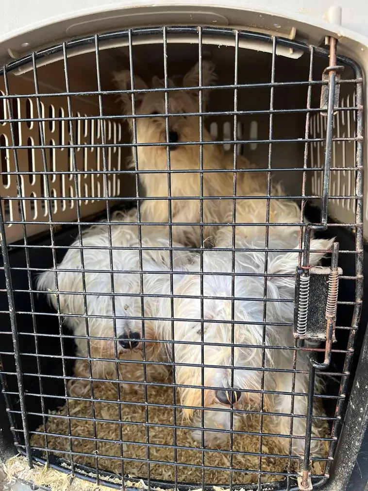 42 Westies hittades i trång husvagn – misstänkta brott överlämnade till åklagare