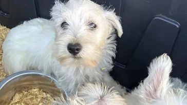 42 Westies hittades i trång husvagn – misstänkta brott överlämnade till åklagare