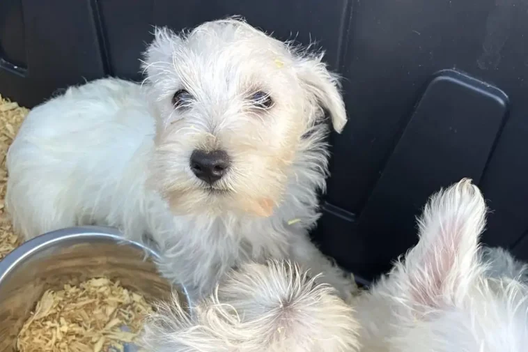 42 Westies hittades i trång husvagn – misstänkta brott överlämnade till åklagare
