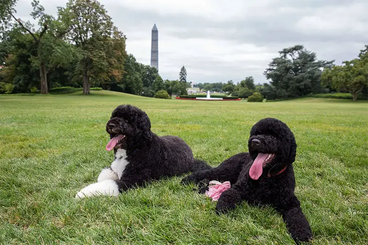 Barack Obamas hund Sunny har dött – blev 13 år