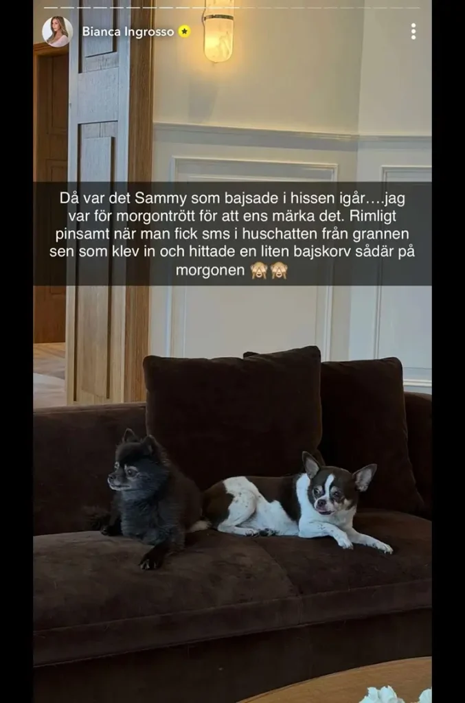 Bianca Ingrossos pinsamma hundmiss – grannen reagerade