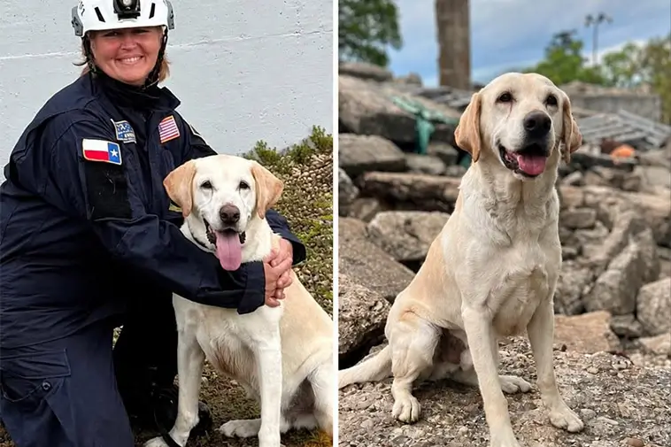 Från gatuhund till hjälte – Canyon är årets hund i USA
