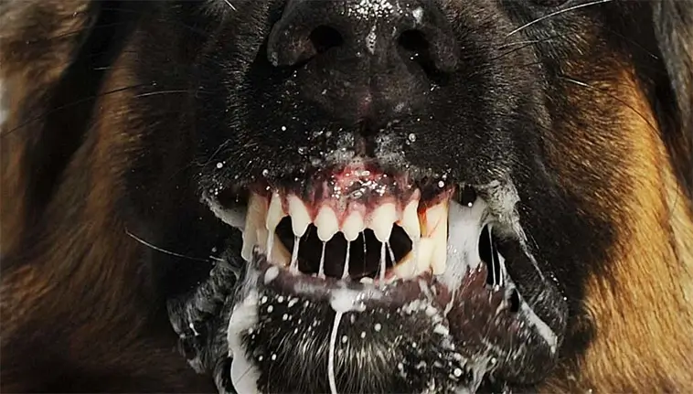 Chile först i Sydamerika att stoppa hundrabies