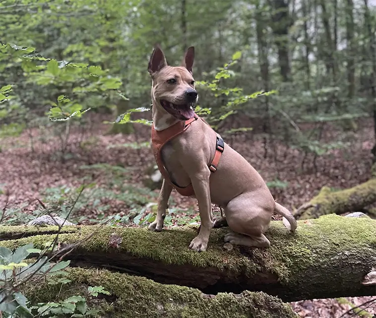Hunden Cleo blev akut sjuk efter tuggben från Gekås