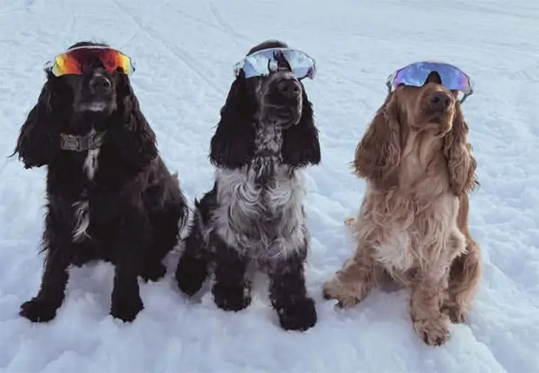Cocker Spaniel – charmör med jaktmotor under pälsen