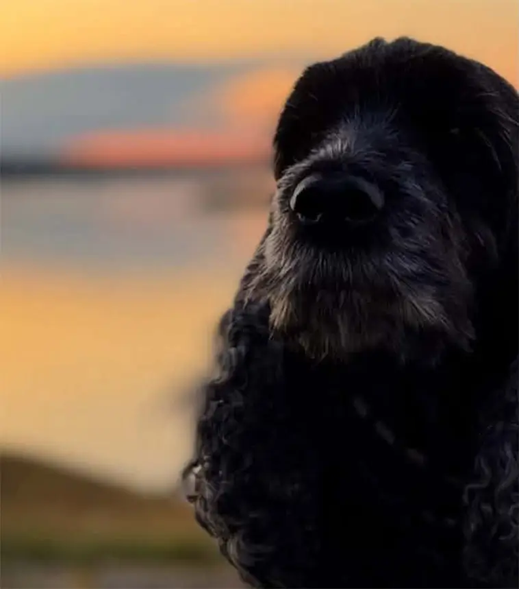 Cocker Spaniel – charmör med jaktmotor under pälsen