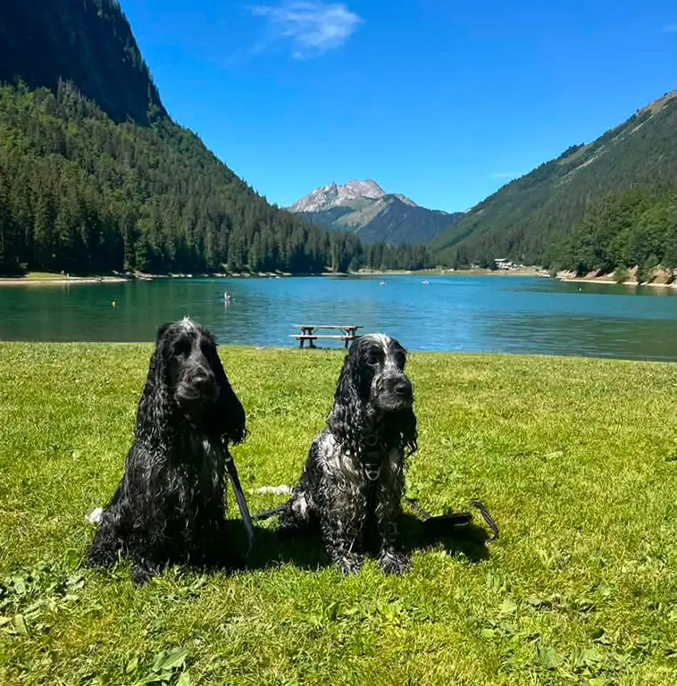 Cocker Spaniel – charmör med jaktmotor under pälsen