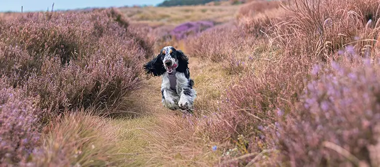 Cocker Spaniel – charmör med jaktmotor under pälsen
