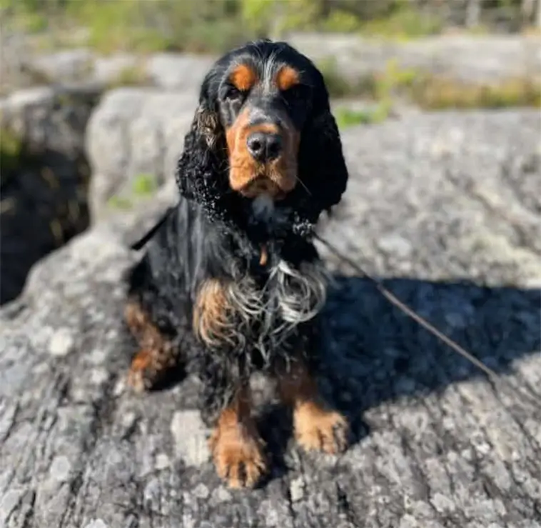 Cocker Spaniel – charmör med jaktmotor under pälsen