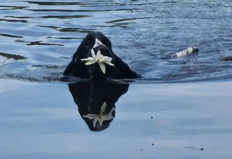 Cocker Spaniel – charmör med jaktmotor under pälsen