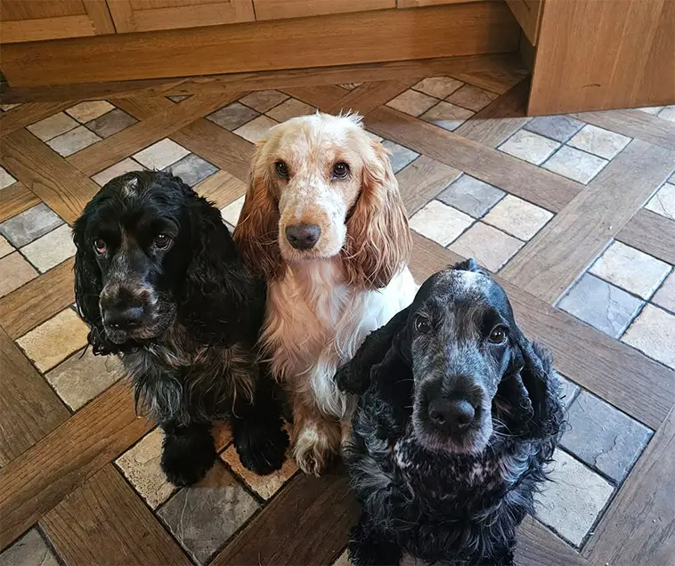 Cocker Spaniel – charmör med jaktmotor under pälsen