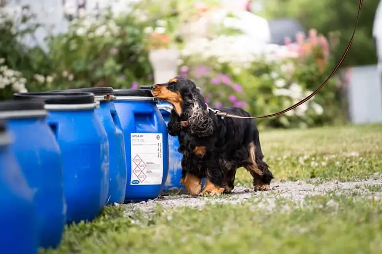 Cocker Spaniel – charmör med jaktmotor under pälsen