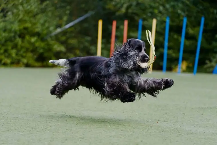 Cocker Spaniel – charmör med jaktmotor under pälsen