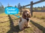 Cocker Spaniel – charmör med jaktmotor under pälsen
