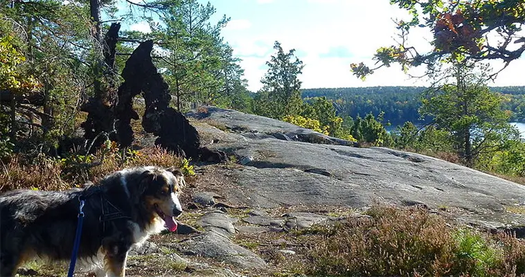 Dagsutflykt med hund i Stockholm – 10 platser att besöka
